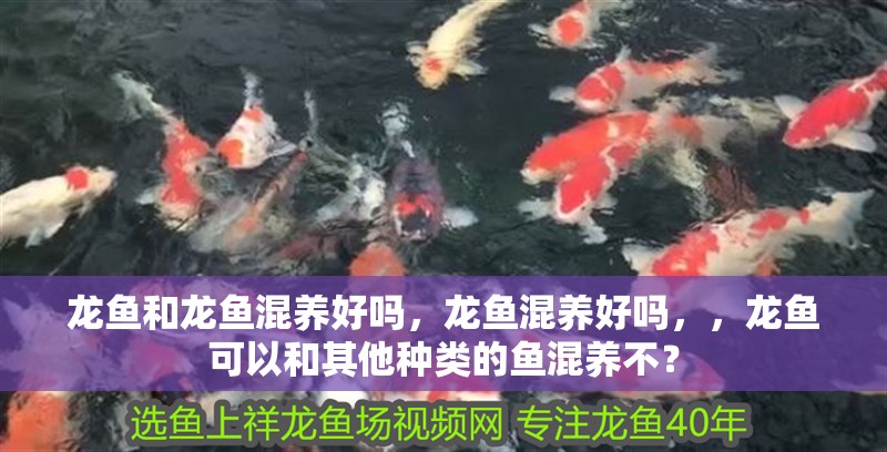龍魚和龍魚混養(yǎng)好嗎，龍魚混養(yǎng)好嗎，，龍魚可以和其他種類的魚混養(yǎng)不？
