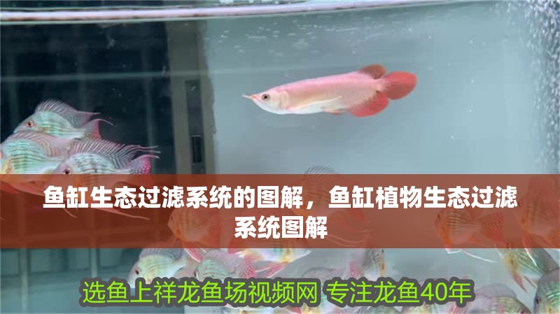 魚(yú)缸生態(tài)過(guò)濾系統(tǒng)的圖解，魚(yú)缸植物生態(tài)過(guò)濾系統(tǒng)圖解