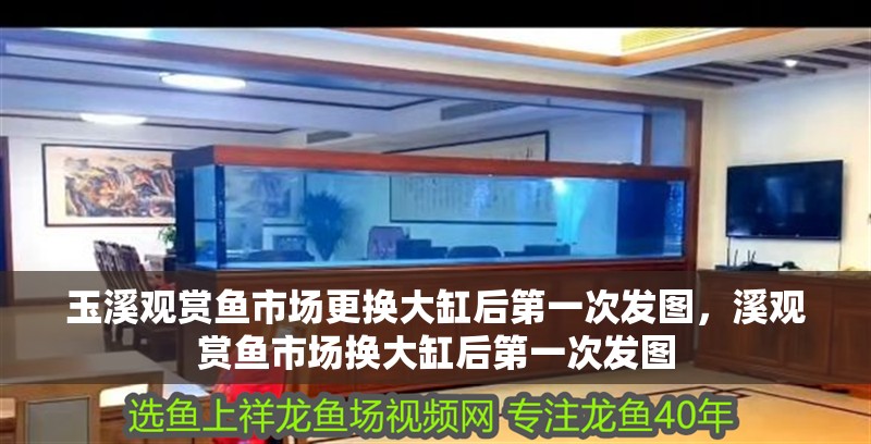 玉溪觀賞魚市場更換大缸后第一次發圖，溪觀賞魚市場換大缸后第一次發圖