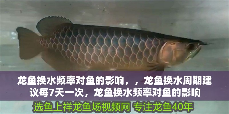 龍魚換水頻率對(duì)魚的影響，，龍魚換水周期建議每7天一次，龍魚換水頻率對(duì)魚的影響 龍魚換水頻率對(duì)魚的影響，，龍魚換水周期建議每7天一次，龍魚換水頻率對(duì)魚的影響 龍魚百科 第1張