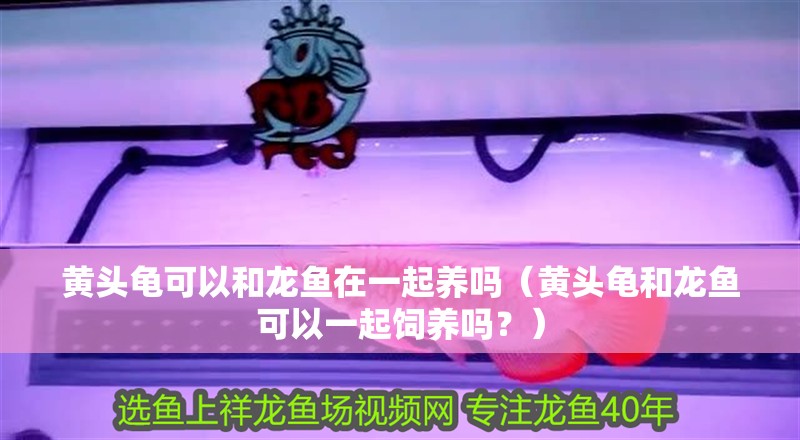 黃頭龜可以和龍魚在一起養嗎（黃頭龜和龍魚可以一起飼養嗎？）
