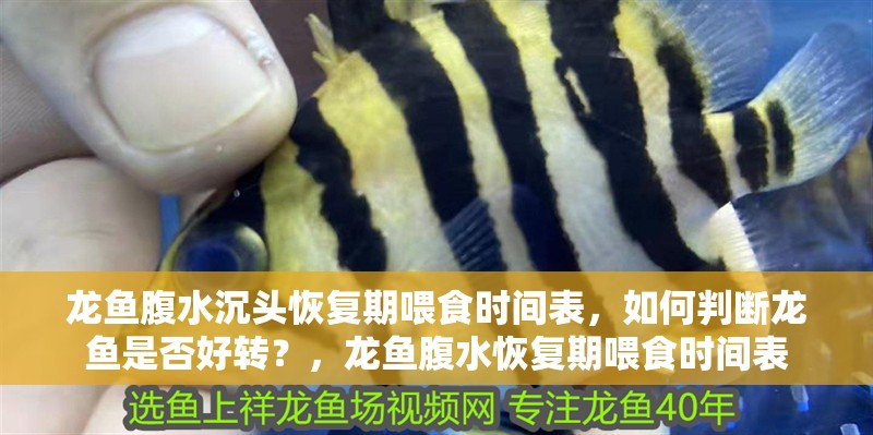 龍魚腹水沉頭恢復期喂食時間表，如何判斷龍魚是否好轉？，龍魚腹水恢復期喂食時間表