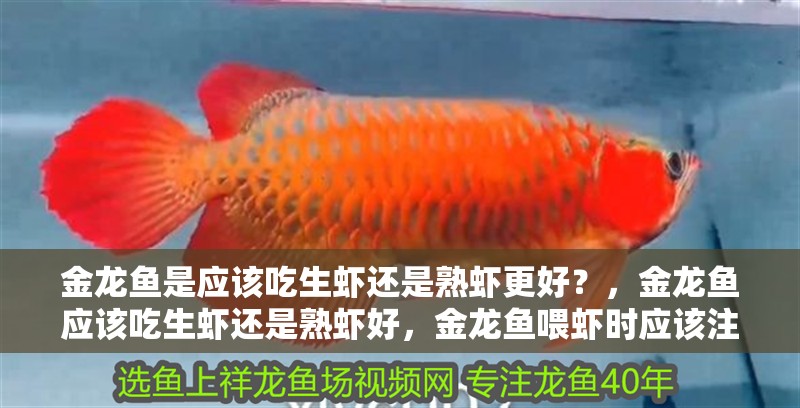 金龍魚是應該吃生蝦還是熟蝦更好？，金龍魚應該吃生蝦還是熟蝦好，金龍魚喂蝦時應該注意什么