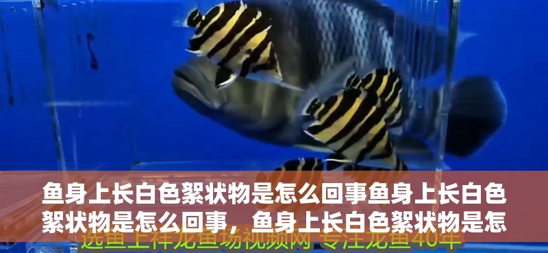 魚身上長白色絮狀物是怎么回事魚身上長白色絮狀物是怎么回事，魚身上長白色絮狀物是怎么回事