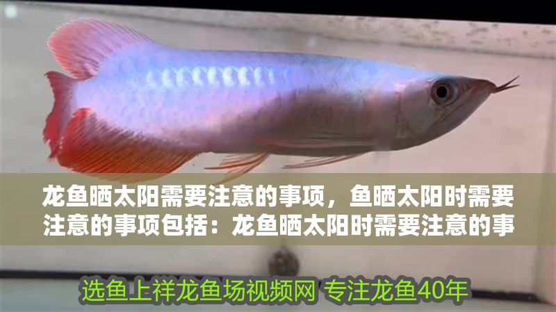 龍魚曬太陽需要注意的事項(xiàng)，魚曬太陽時需要注意的事項(xiàng)包括：龍魚曬太陽時需要注意的事項(xiàng)
