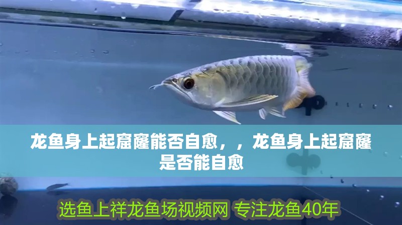 龍魚身上起窟窿能否自愈，，龍魚身上起窟窿是否能自愈