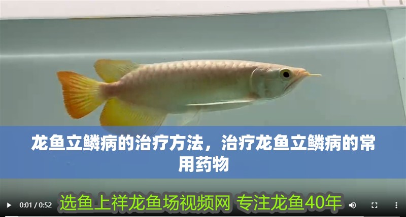 龍魚立鱗病的治療方法，治療龍魚立鱗病的常用藥物