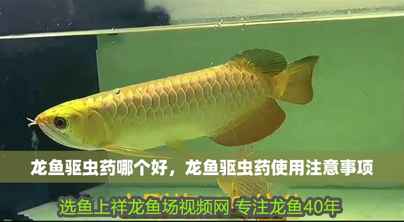 龍魚驅(qū)蟲藥哪個好，龍魚驅(qū)蟲藥使用注意事項(xiàng)