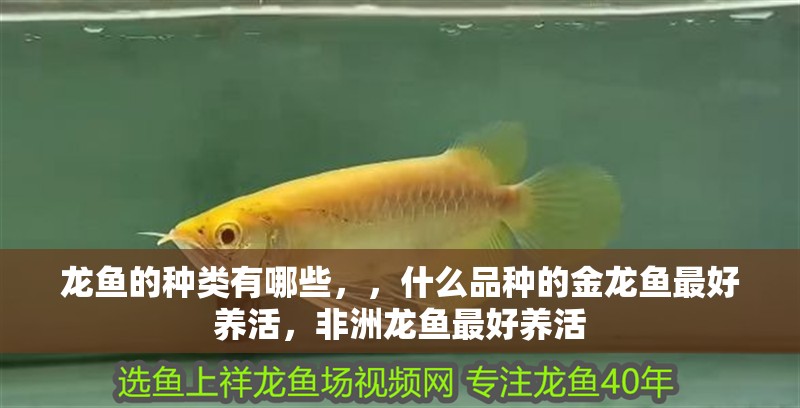 龍魚(yú)的種類(lèi)有哪些，，什么品種的金龍魚(yú)最好養(yǎng)活，非洲龍魚(yú)最好養(yǎng)活