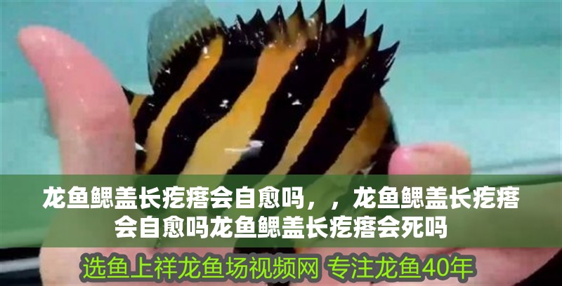 龍魚鰓蓋長疙瘩會自愈嗎，，龍魚鰓蓋長疙瘩會自愈嗎龍魚鰓蓋長疙瘩會死嗎