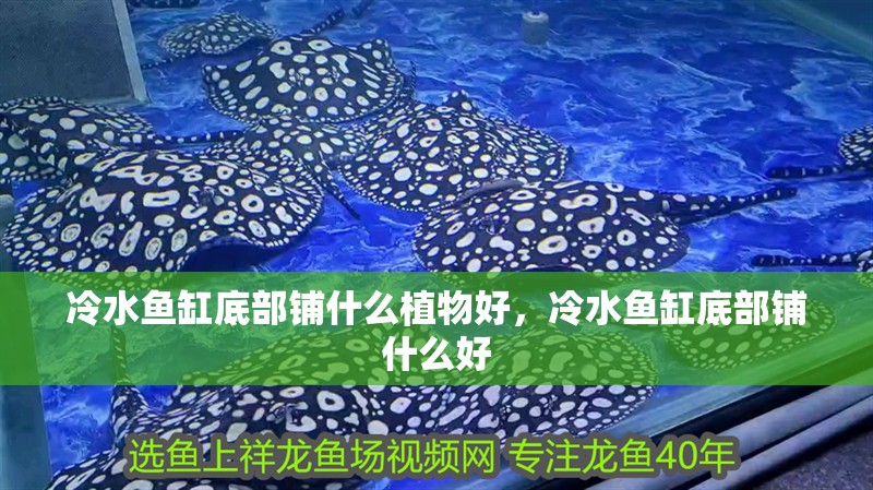 冷水魚缸底部鋪什么植物好，冷水魚缸底部鋪什么好