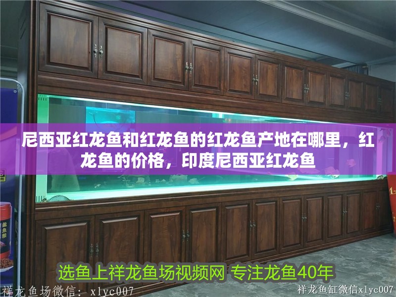 尼西亞紅龍魚和紅龍魚的紅龍魚產(chǎn)地在哪里，紅龍魚的價格，印度尼西亞紅龍魚