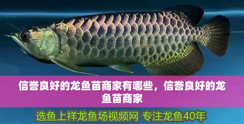 信譽(yù)良好的龍魚苗商家有哪些，信譽(yù)良好的龍魚苗商家
