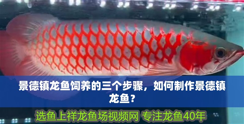 景德鎮(zhèn)龍魚飼養(yǎng)的三個(gè)步驟，如何制作景德鎮(zhèn)龍魚？