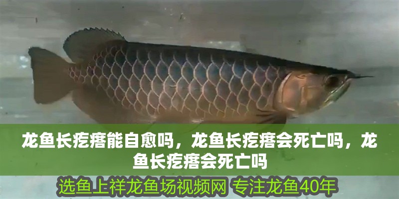 龍魚長疙瘩能自愈嗎，龍魚長疙瘩會死亡嗎，龍魚長疙瘩會死亡嗎