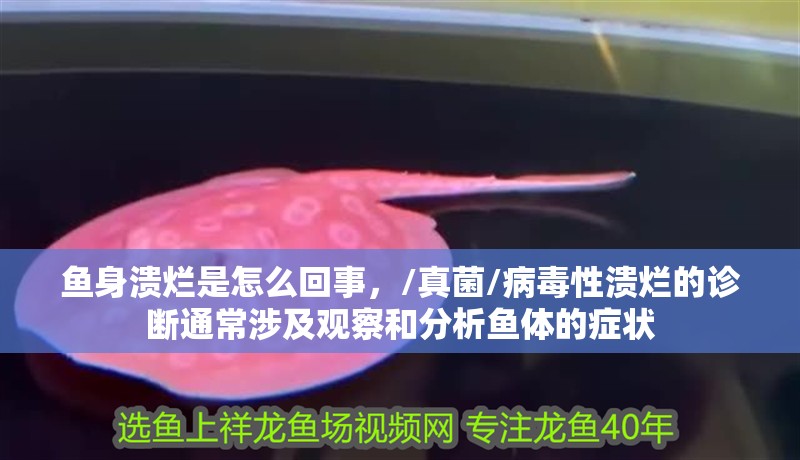 魚身潰爛是怎么回事，/真菌/病毒性潰爛的診斷通常涉及觀察和分析魚體的癥狀 魚身潰爛是怎么回事，/真菌/病毒性潰爛的診斷通常涉及觀察和分析魚體的癥狀 龍魚百科 第2張