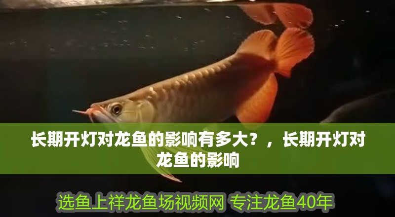 長(zhǎng)期開燈對(duì)龍魚的影響有多大？，長(zhǎng)期開燈對(duì)龍魚的影響
