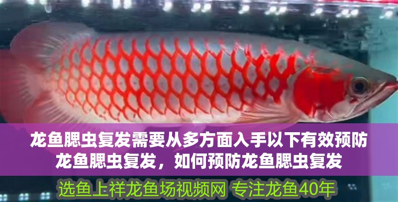 龍魚腮蟲復發需要從多方面入手以下有效預防龍魚腮蟲復發，如何預防龍魚腮蟲復發