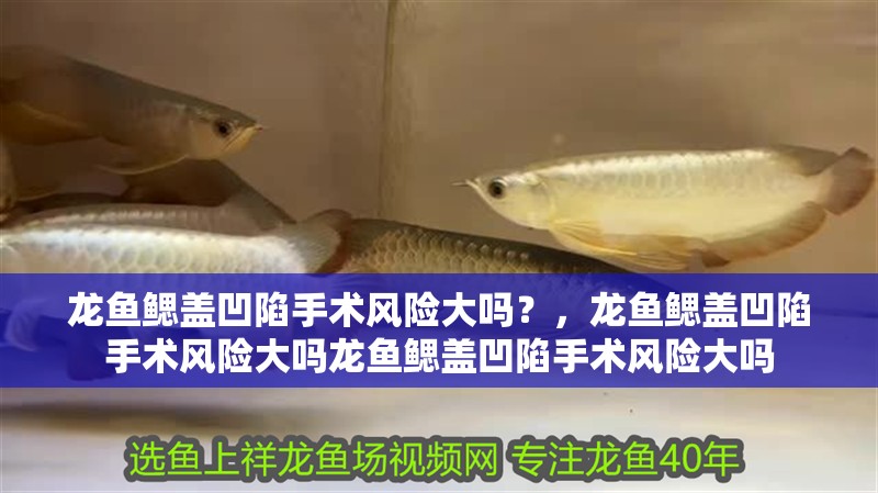 龍魚干蝦有營(yíng)養(yǎng)嗎 龍魚鰓蓋凹陷手術(shù)風(fēng)險(xiǎn)大嗎?,龍魚鰓蓋凹陷手術(shù)風(fēng)險(xiǎn)大嗎龍魚鰓蓋凹陷手術(shù)風(fēng)險(xiǎn)大嗎 龍魚百科 龍魚鰓蓋凹陷手術(shù)風(fēng)險(xiǎn)大嗎?,龍魚鰓蓋凹陷手術(shù)風(fēng)險(xiǎn)大嗎龍魚鰓蓋凹陷手術(shù)風(fēng)險(xiǎn)大嗎 龍魚鰓蓋凹陷手術(shù)風(fēng)險(xiǎn)大嗎?,龍魚鰓蓋凹陷手術(shù)風(fēng)險(xiǎn)大嗎龍魚鰓蓋凹陷手術(shù)風(fēng)險(xiǎn)大嗎 龍魚百科