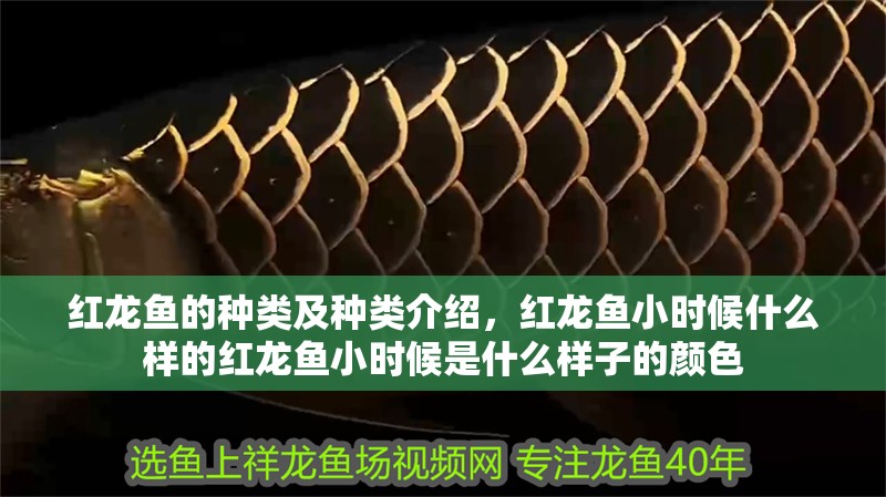 紅龍魚的種類及種類介紹，紅龍魚小時候什么樣的紅龍魚小時候是什么樣子的顏色