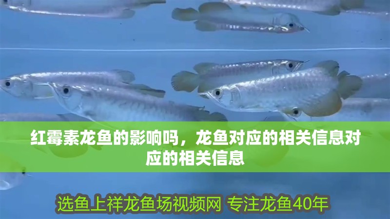 紅霉素龍魚的影響嗎，龍魚對應的相關信息對應的相關信息