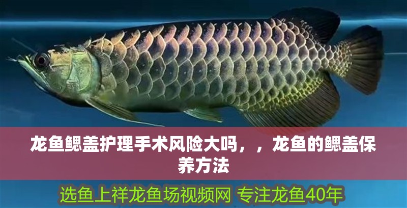 龍魚鰓蓋護(hù)理手術(shù)風(fēng)險大嗎，，龍魚的鰓蓋保養(yǎng)方法