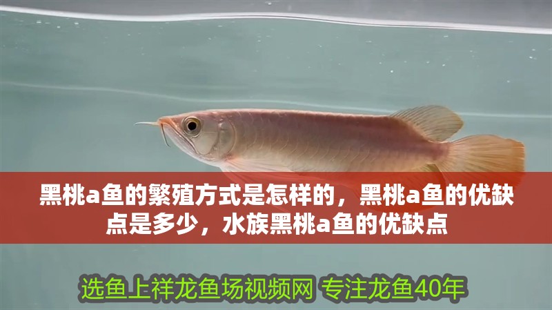 黑桃a魚的繁殖方式是怎樣的，黑桃a魚的優缺點是多少，水族黑桃a魚的優缺點