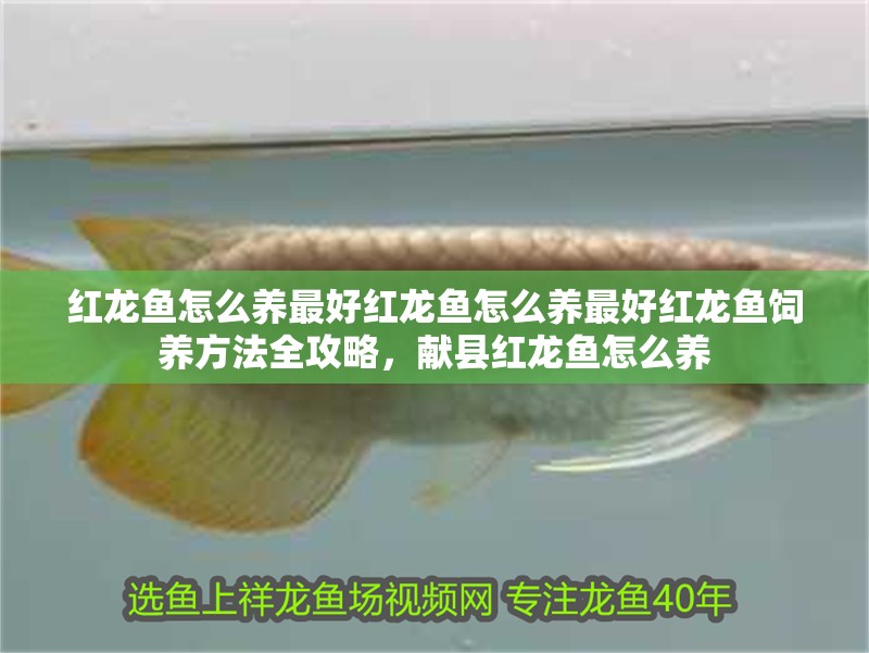 紅龍魚怎么養最好紅龍魚怎么養最好紅龍魚飼養方法全攻略，獻縣紅龍魚怎么養