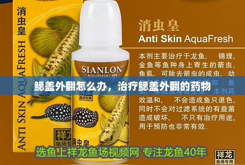 鰓蓋外翻怎么辦，治療鰓蓋外翻的藥物 鰓蓋外翻怎么辦，治療鰓蓋外翻的藥物 龍魚百科 第3張