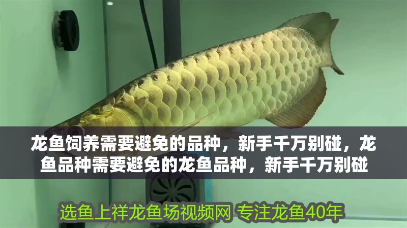龍魚飼養需要避免的品種，新手千萬別碰，龍魚品種需要避免的龍魚品種，新手千萬別碰