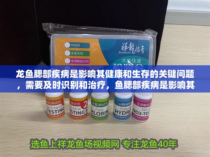 龍魚腮部疾病是影響其健康和生存的關(guān)鍵問題，需要及時(shí)識別和治療，魚腮部疾病是影響其健康和生存的關(guān)鍵問題，需要及時(shí)識別和治療