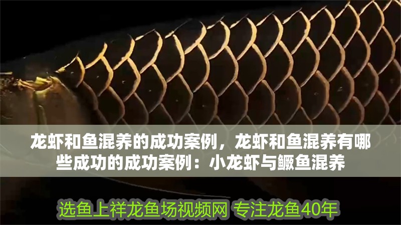 龍蝦和魚混養的成功案例，龍蝦和魚混養有哪些成功的成功案例：小龍蝦與鱖魚混養