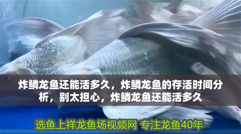 炸鱗龍魚還能活多久，炸鱗龍魚的存活時間分析，別太擔心，炸鱗龍魚還能活多久 炸鱗龍魚還能活多久，炸鱗龍魚的存活時間分析，別太擔心，炸鱗龍魚還能活多久 龍魚百科