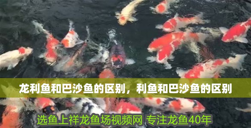 龍利魚和巴沙魚的區別，利魚和巴沙魚的區別