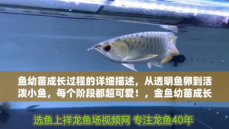 魚幼苗成長過程的詳細描述，從透明魚卵到活潑小魚，每個階段都超可愛！，金魚幼苗成長過程的詳細描述