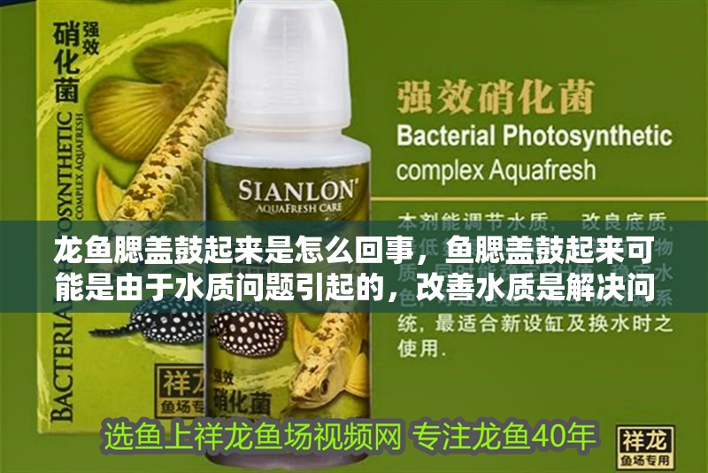 龍魚腮蓋鼓起來是怎么回事，魚腮蓋鼓起來可能是由于水質(zhì)問題引起的，改善水質(zhì)是解決問題的關(guān)鍵