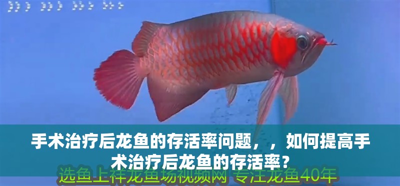 手術治療后龍魚的存活率問題，，如何提高手術治療后龍魚的存活率？