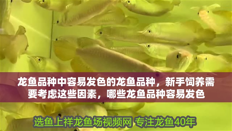 龍魚(yú)品種中容易發(fā)色的龍魚(yú)品種，新手飼養(yǎng)需要考慮這些因素，哪些龍魚(yú)品種容易發(fā)色