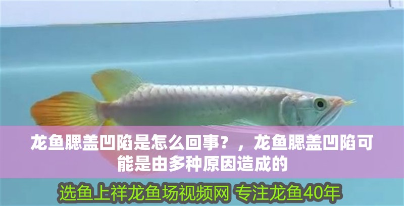 龍魚(yú)腮蓋凹陷是怎么回事？，龍魚(yú)腮蓋凹陷可能是由多種原因造成的