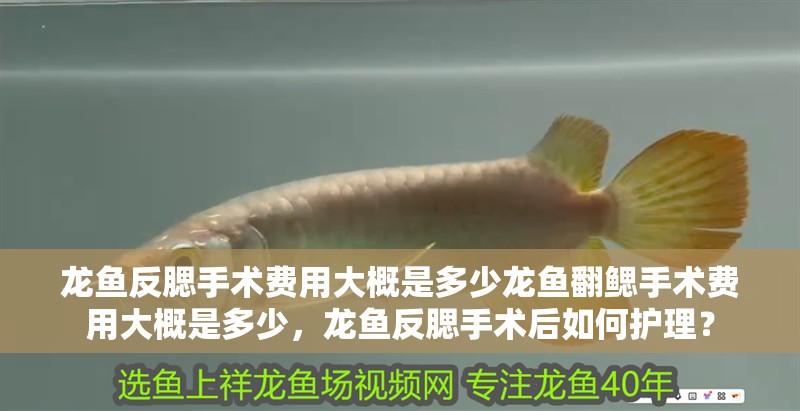 龍魚反腮手術費用大概是多少龍魚翻鰓手術費用大概是多少，龍魚反腮手術后如何護理？