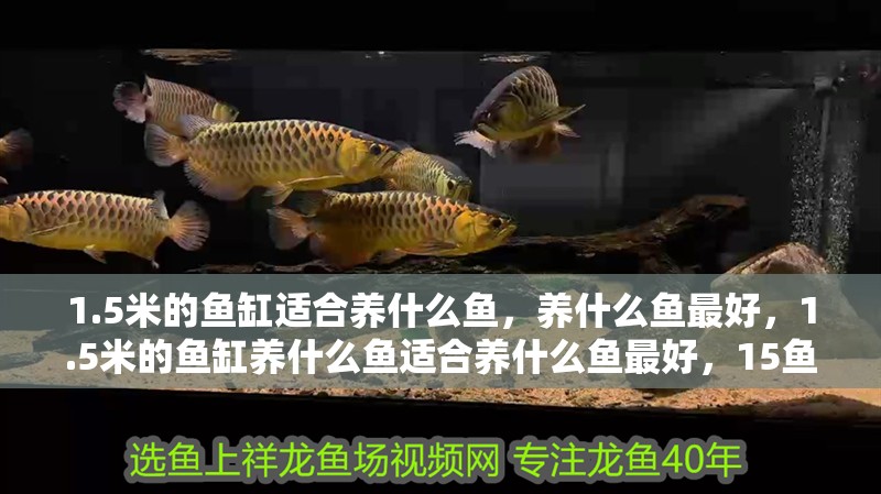 1.5米的魚缸適合養什么魚，養什么魚最好，1.5米的魚缸養什么魚適合養什么魚最好，15魚缸養什么魚最好
