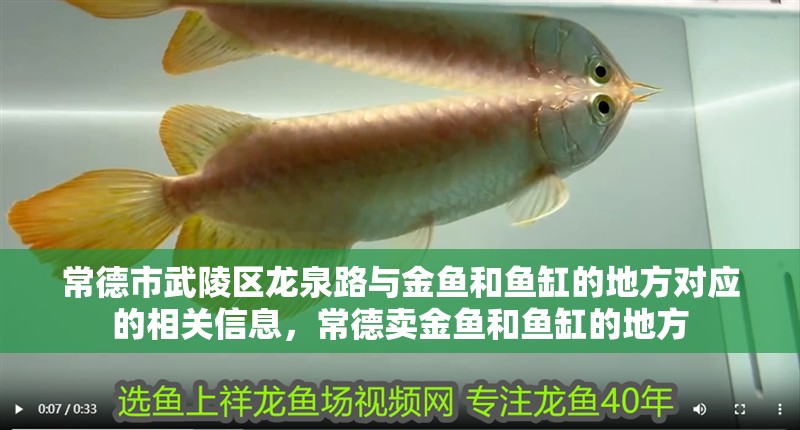 常德市武陵區(qū)龍泉路與金魚和魚缸的地方對(duì)應(yīng)的相關(guān)信息，常德賣金魚和魚缸的地方 常德市武陵區(qū)龍泉路與金魚和魚缸的地方對(duì)應(yīng)的相關(guān)信息，常德賣金魚和魚缸的地方 觀賞魚百科 第2張