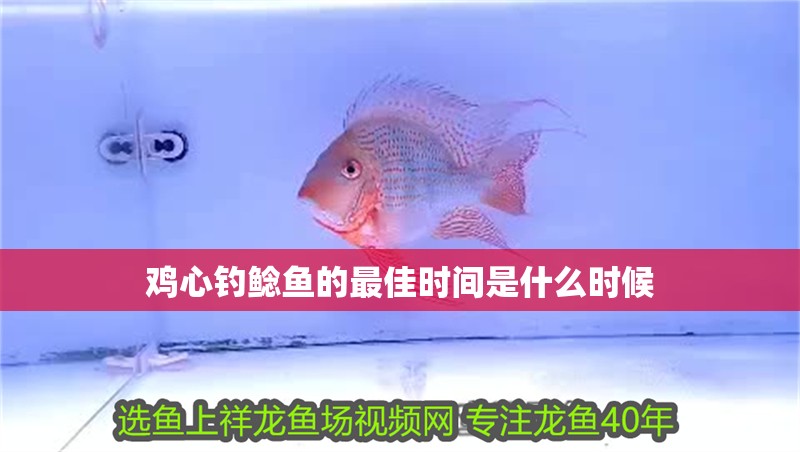雞心釣鯰魚的最佳時間是什么時候
