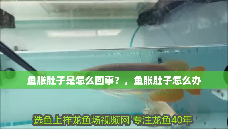 魚脹肚子是怎么回事？，魚脹肚子怎么辦 魚脹肚子是怎么回事？，魚脹肚子怎么辦 龍魚百科 第3張