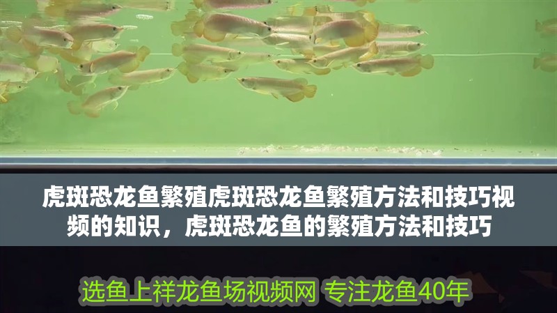 虎斑恐龍魚繁殖虎斑恐龍魚繁殖方法和技巧視頻的知識，虎斑恐龍魚的繁殖方法和技巧