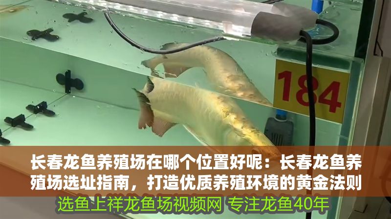 長春龍魚養殖場在哪個位置好呢：長春龍魚養殖場選址指南，打造優質養殖環境的黃金法則