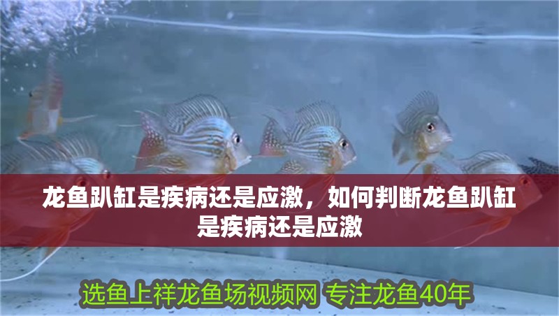 龍魚趴缸是疾病還是應(yīng)激，如何判斷龍魚趴缸是疾病還是應(yīng)激