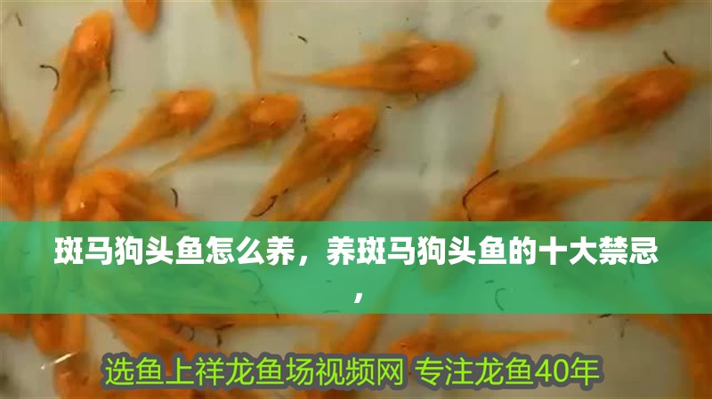 斑馬狗頭魚怎么養，養斑馬狗頭魚的十大禁忌，