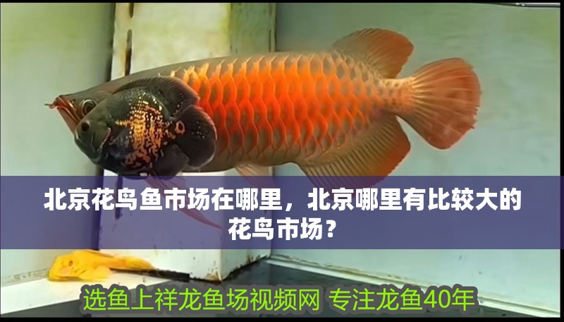 北京花鳥魚市場在哪里，北京哪里有比較大的花鳥市場？