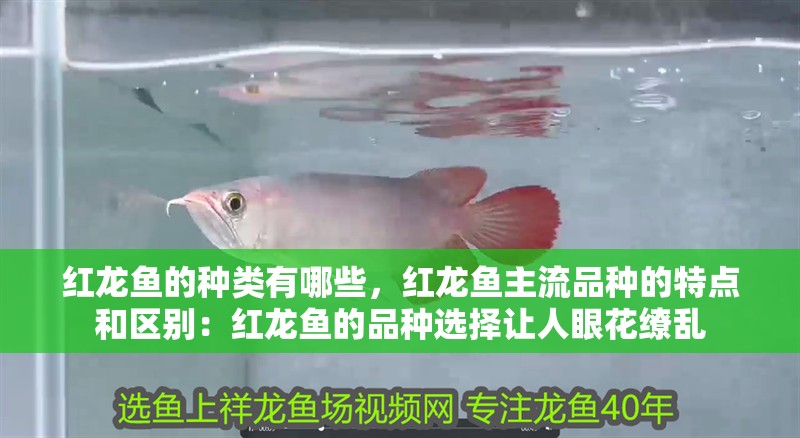 紅龍魚(yú)的種類(lèi)有哪些，紅龍魚(yú)主流品種的特點(diǎn)和區(qū)別：紅龍魚(yú)的品種選擇讓人眼花繚亂